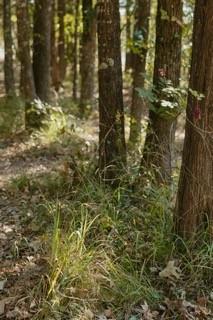 Heavenly Acres - Land