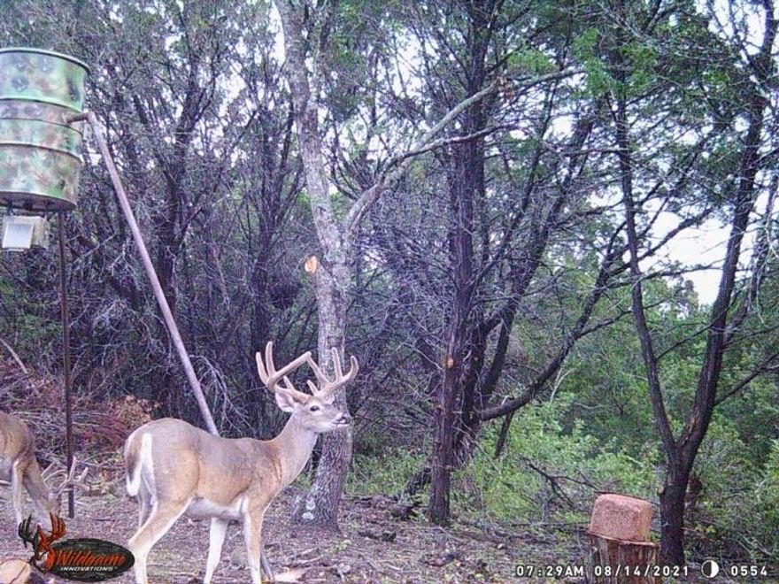 Hunters, this is your ultimate retreat! Nestled off the grid and just a short drive from Highway 6 in Iredell, Texas, this property offers the perfect setting for recreational hunting. This 66 acre thickly wooded tract features abundant native flora, including grasses, cedar, sumac, prickly pear, and scattered hardwoods, creating a rich habitat for wildlife. The property is accessed by an approximately 0.6-mile caliche and grass lane off FM 1238. The landscape is diverse, with a small creek winding east-west through the tract's center and continuing to feed into Spring Creek. Near the northwest corner, a stock tank along the creek provides a natural water source for wildlife, enhancing the appeal for hunters and outdoor enthusiasts. Utilities include on-site electricity; however, there is currently no water well or meter, and the property does not hold an agricultural exemption. A rainwater collection system would be perfect to add to a deer campsite. While currently enjoyed for recreational hunting, this versatile property offers endless possibilities for other outdoor uses, making it a unique chance to own an authentic piece of Texas wilderness.