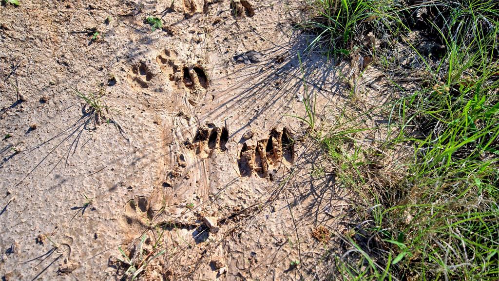 Seale & Forwood Surv A-98 - Farm