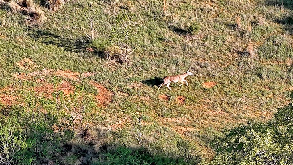 Seale & Forwood Surv A-98 - Farm