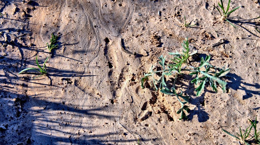 Seale & Forwood Surv A-98 - Farm