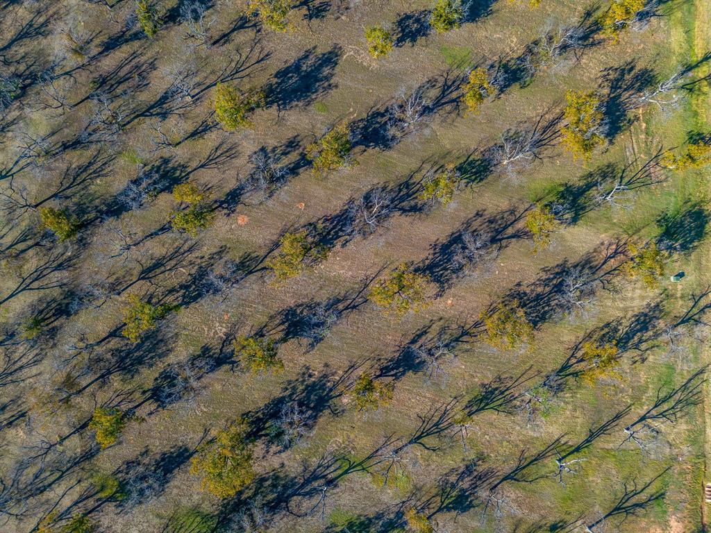 Pecan Plantation - Land