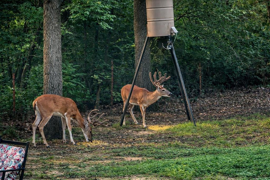 Corinth Forest - Residential
