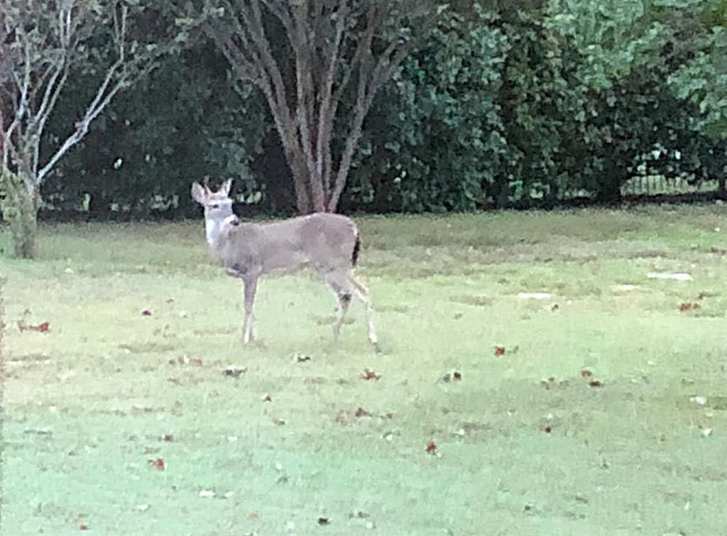 Greenville, Texas 75402, United States, 4 Bedrooms Bedrooms, ,4 BathroomsBathrooms,Residential,Pending,8608
