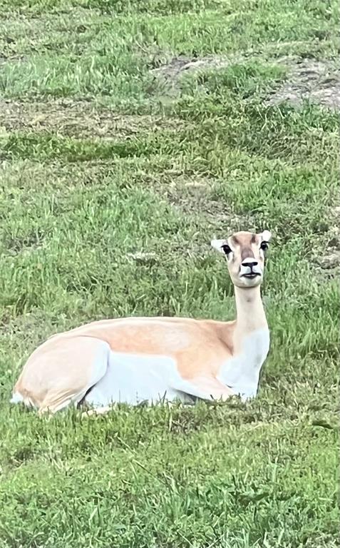 Crossbow Ranch & Wildlife Pre - Residential