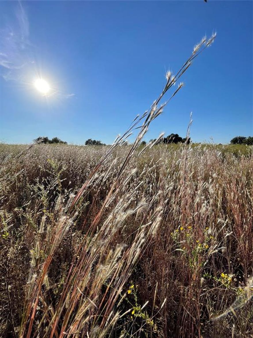 11.5 Acres of peace and quiet nestled in Wills Point. A perfect spot for your dream home or development project. Situated just 4 miles from Canton’s First Monday Trade Days and conveniently located only 1.2 miles north of I-20 makes this a great location with country charm.  Previously a lush pasture with a majestic oak tree, it has been cleared of overgrowth, requiring just a bit more tidying along the frontage. Elevated on one of the county's highest points, you’re assured excellent drainage and no flood concerns.  This tract is perfect for spacious living. The land also presents an excellent opportunity for a unique 55+ community or a tiny home village - the possibilities are endless.  A 384' deep well that produces 30 gallons of crystal clear water per minute, sits ready to go.   A rock driveway has been added to get the ball rolling!  Edgewood ISD