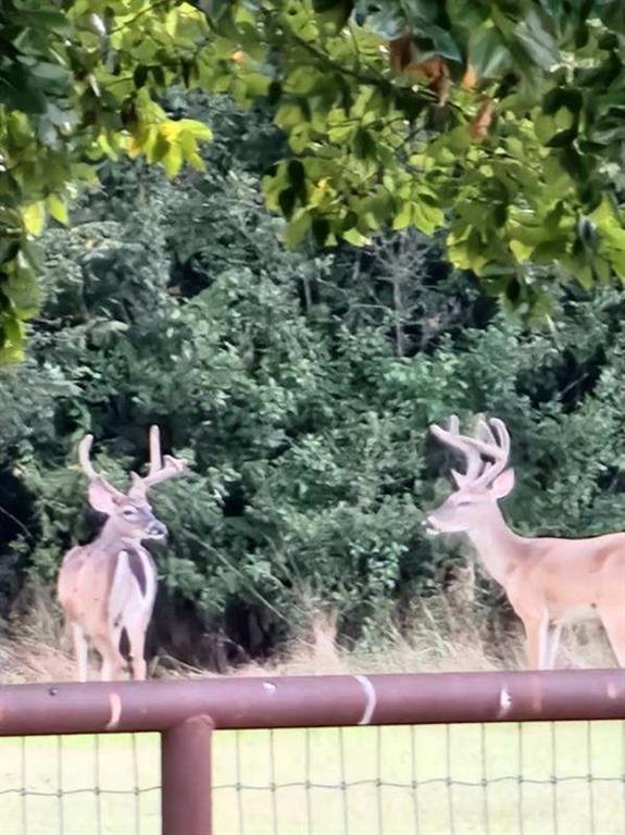 467 Wilderness Trail