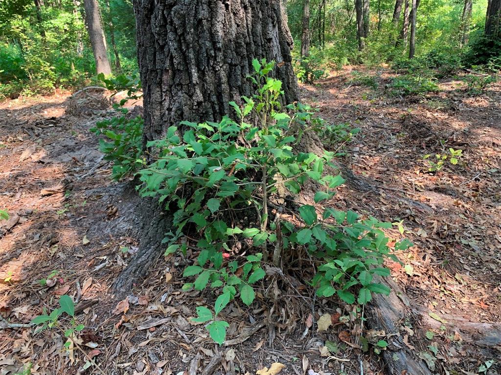 Legacy Shores - Land