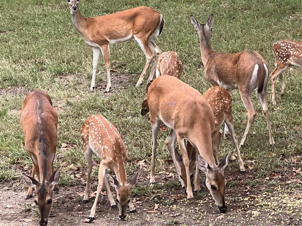 Crazy Horse Ranchos - Residential
