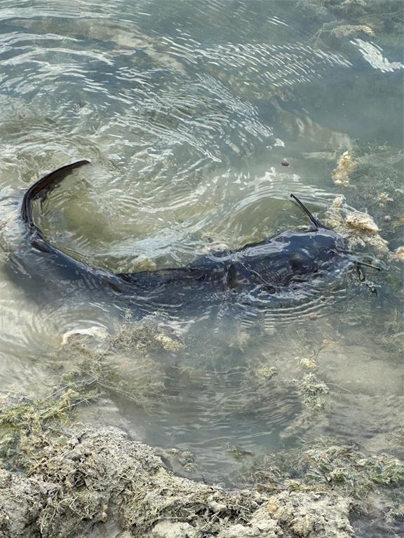 Pago Gautam - Residential