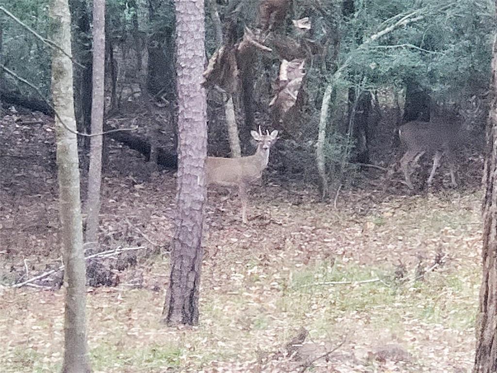 Holly Lake - Residential