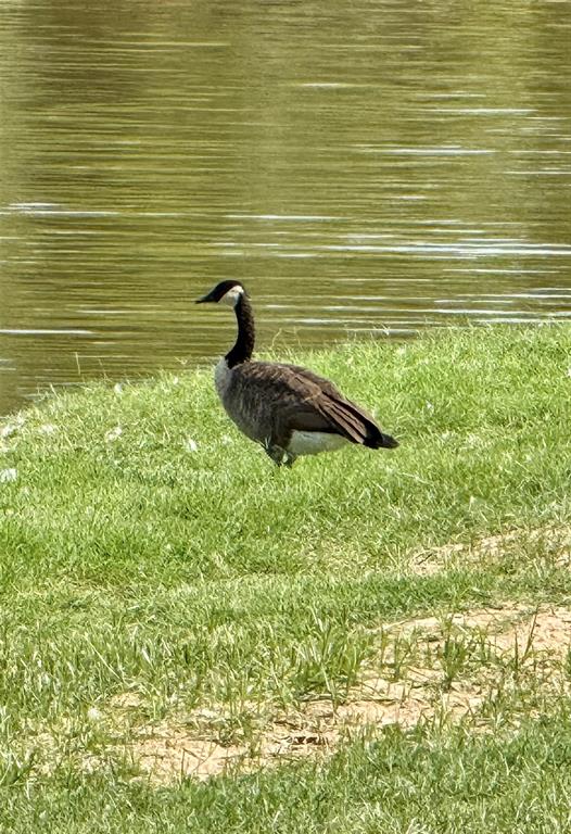 Horseshoe Bend - Land