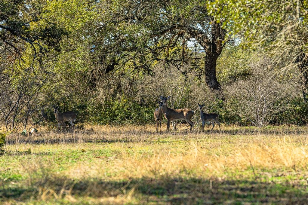Lake on Flat Creek - Farm