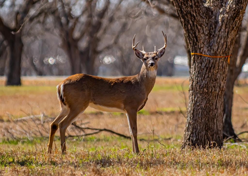 Pecan Plantation - Land