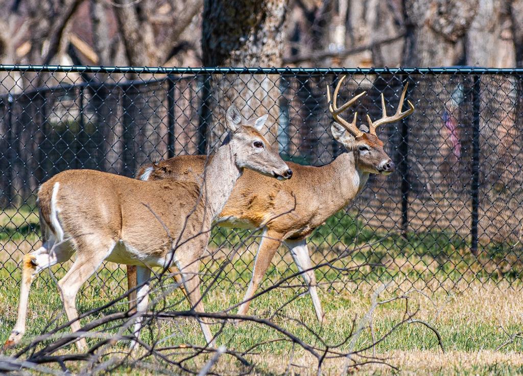 Pecan Plantation - Land