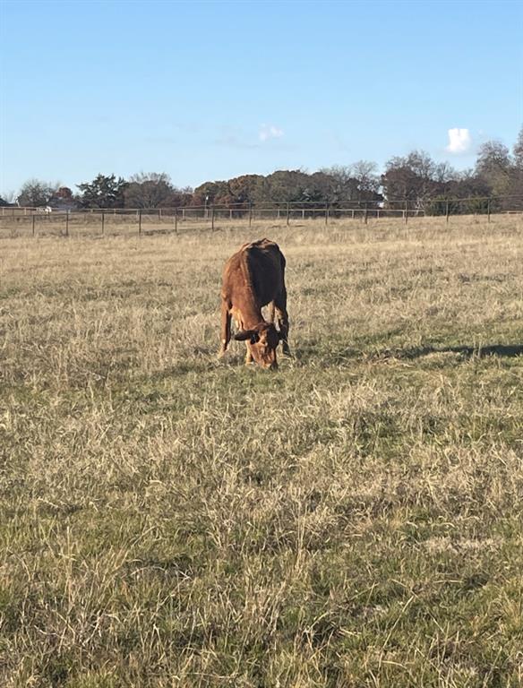 11321 Wild Rose Lane