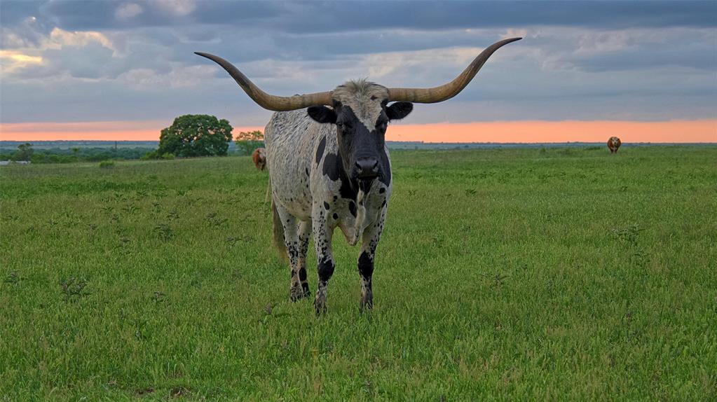 Lindsay Pasture Sub - Farm