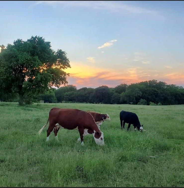 M V B Rhodes - Residential