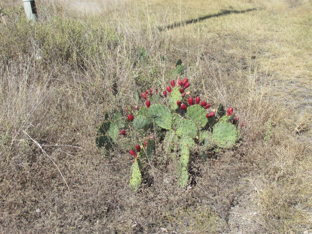 Stonebridge Estates Ph II - Land