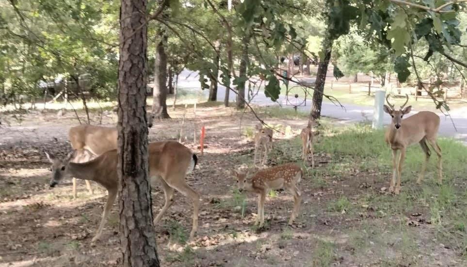 Holly Lake Ranch - Residential