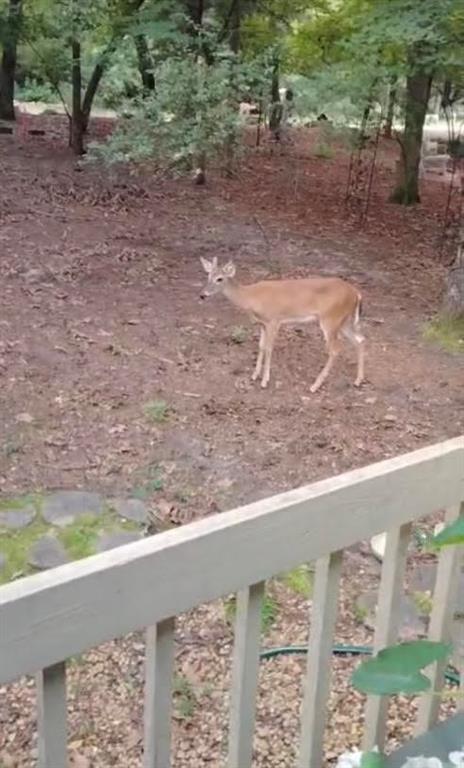 Holly Lake Ranch - Residential
