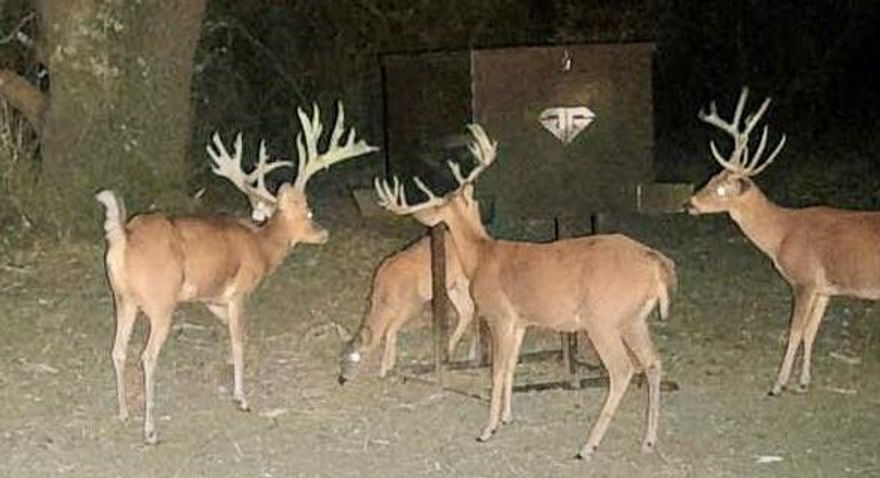 Mamemo Ranch – 261± Acres  Northern Brown & Comanche Counties

Mamemo Ranch is a 261.24-acre high-fenced recreational paradise offering trophy hunting, fishing, and outdoor adventure. With stunning mountain terrain, oak-covered valleys, and two stocked tanks, this ranch is ideal for hiking, four-wheeling, and year-round enjoyment. Wildlife includes improved genetics of whitetail, axis, aoudad, blackbuck, scimitar oryx, Nubian ibex, Transcaspian urials, zebra, plus Rio Grande turkey and wild hogs.

Improvements include a 3-2 main home, a 2023-built lodge with 2 bedrooms, 1 bath, granite countertops, wet bar, and 30x30 covered porch, plus a large shop and equipment barn. The ranch conveys with an extensive list of equipment and most furnishings, making it truly turnkey and ready to enjoy.  Contact listing agent for game photos....see additional documents tab for equipment List, game counts and full write up.