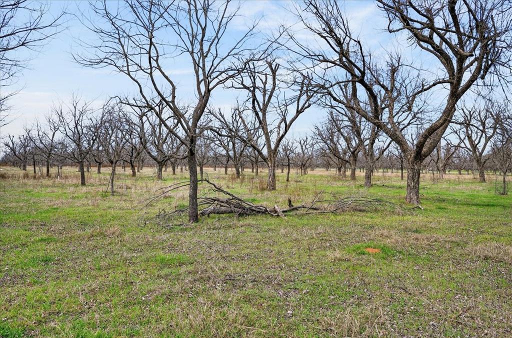 Pecan Plantation - Land