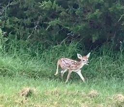 White Bluff #27 - Land