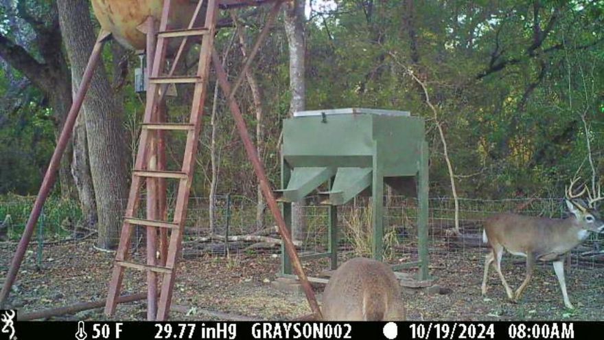 Hunters — here’s your dream property near the Metroplex!

If you’ve been searching for a true recreational paradise close to home, this is it. This tract sits entirely within the floodplain, making it a rare find that’s perfect for hunting, fishing, and getting off the grid — not for development. It’s a place where the air feels fresher, the woods run deeper, and the only sounds you’ll hear are the calls of wildlife and the wind in the trees.

When the creek’s running, you can count on excellent catfishing, and the deer herd is strong with a healthy age mix that speaks to years of good habitat and low pressure. Whether you’re after whitetail, turkey, or small game, this land offers diverse cover, food, and water — everything necessary to hold wildlife year-round.

An established 2.8-acre food plot sits in the heart of the property, drawing deer and turkey in from every direction. Well-cut trails wind throughout the woods, making access easy and enjoyable whether you’re slipping in for a morning hunt or scouting sign in the off-season. The property also includes a blind and feeders that will convey, so it’s ready to hunt from day one.

You’ll find yourself surrounded by nature here — the kind of place that restores peace and quiet while still keeping you just a short drive from the Metroplex. It’s rare to find a property that combines great hunting, great fishing, and great location all in one, but this one checks every box.

If you’ve been dreaming of a place where you can chase deer at sunrise, catch catfish by noon, and watch the woods come alive at dusk, look no further. This is your escape — close to home, far from ordinary.