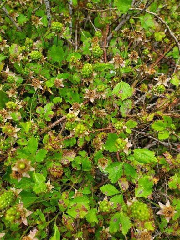 High Point Ranch Sec 2 - Residential