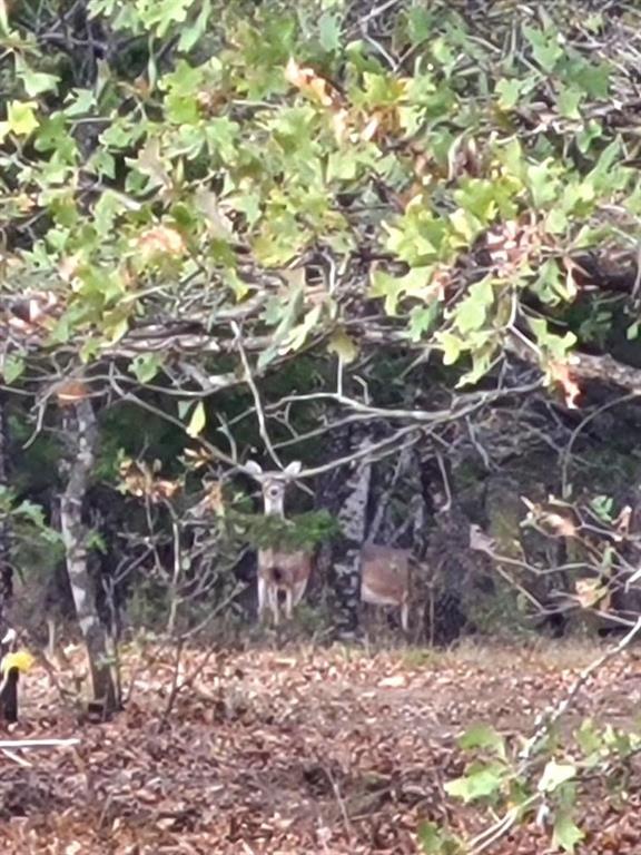 Silver Lakes Ranch - Land