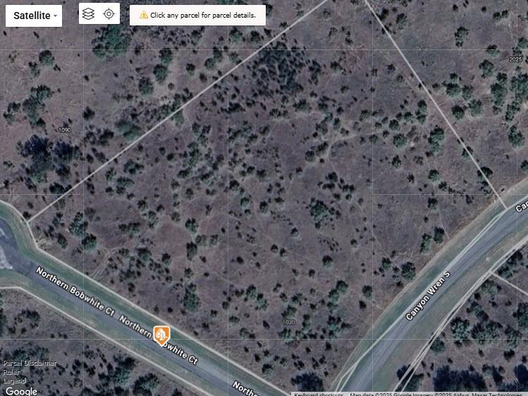 Lot 23 Northern Bobwhite