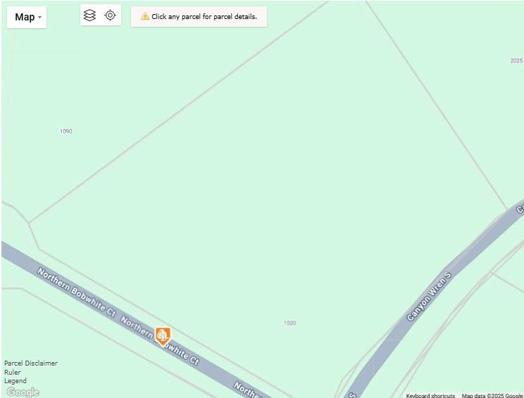 Lot 23 Northern Bobwhite