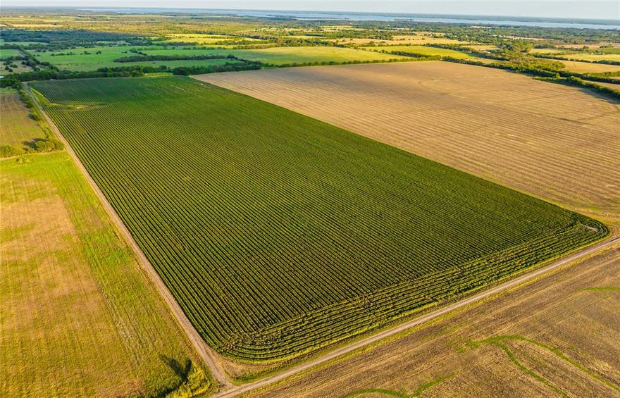 Come take a look at this beautiful 52.75 acres of crop land in Delta County!  Currently producing cotton, but has produced corn and soybean, as well.  Don't miss your chance to buy dirt in gorgeous Northeast Texas!