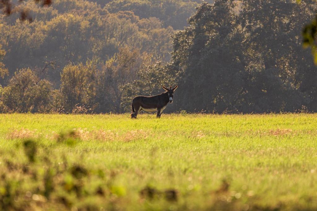 John Howard A-218 - Farm