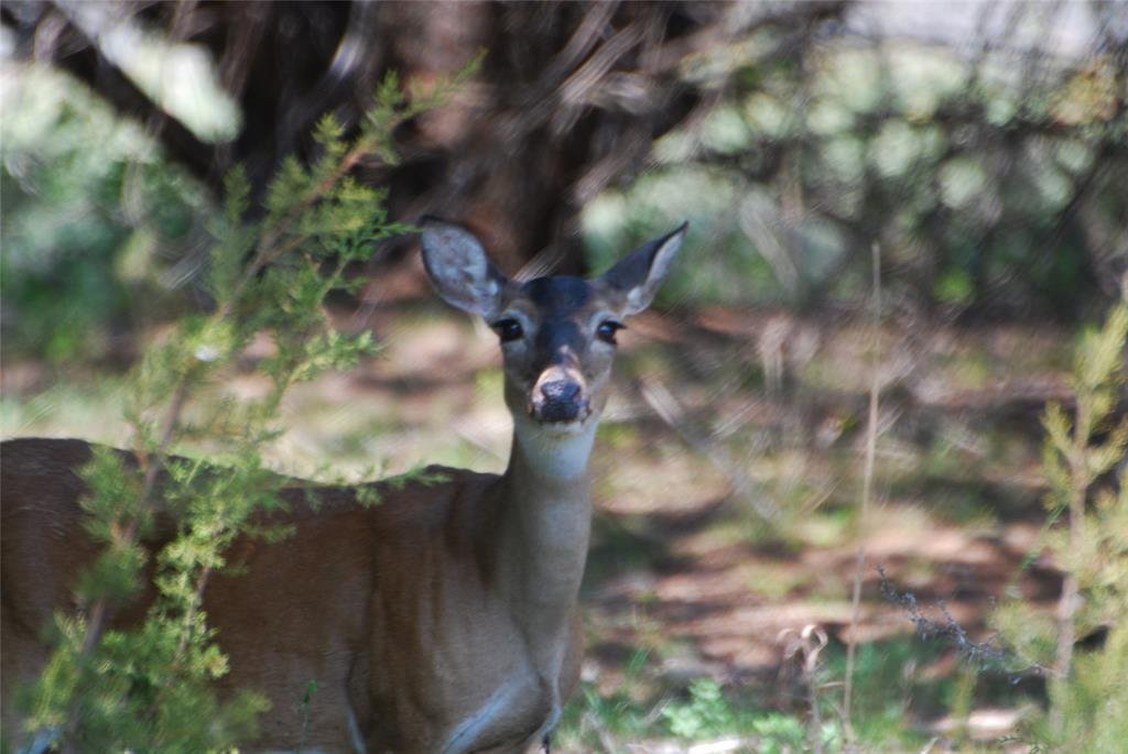 White Bluff #18 - Land