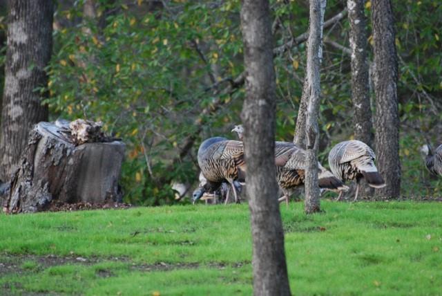 White Bluff #18 - Land