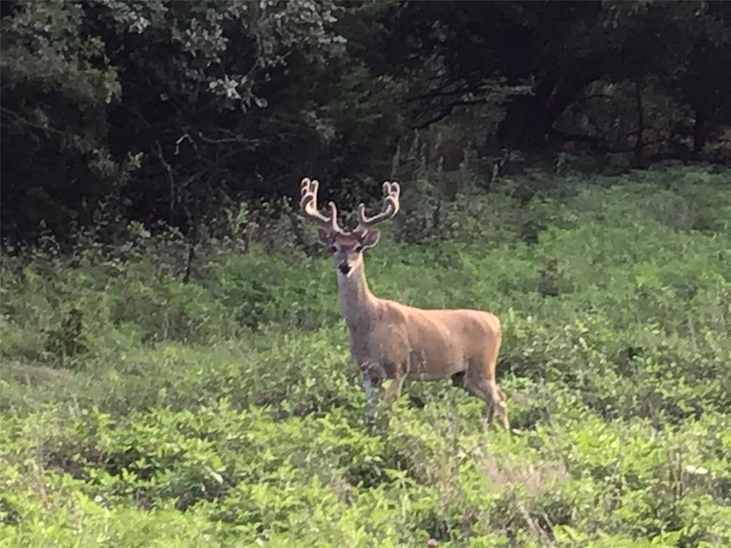 White Bluff #18 - Land