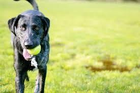 Justin Crossing - Residential