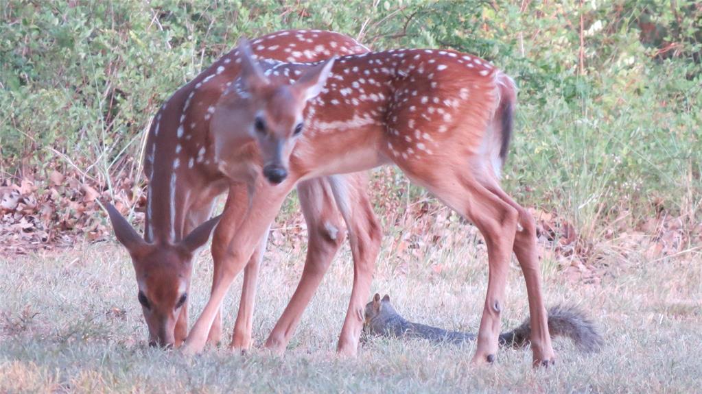 Nocona Hills Un 05 - Land
