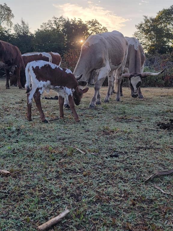 Brian Estates - Land