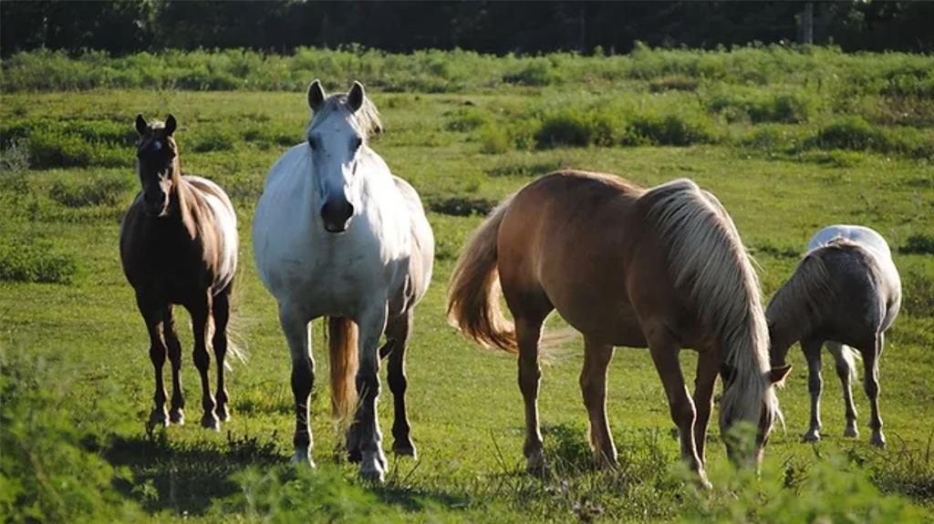 Eagle Ridge Add - Residential