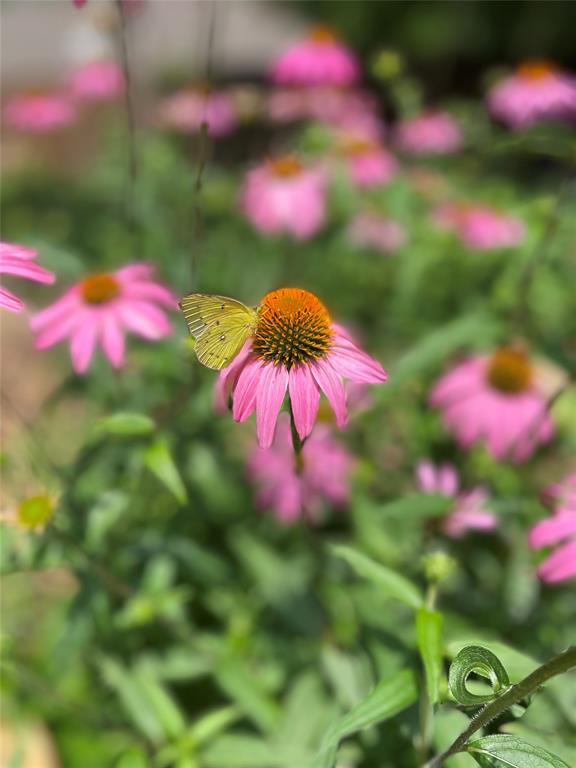 Glenbrook Add - Residential