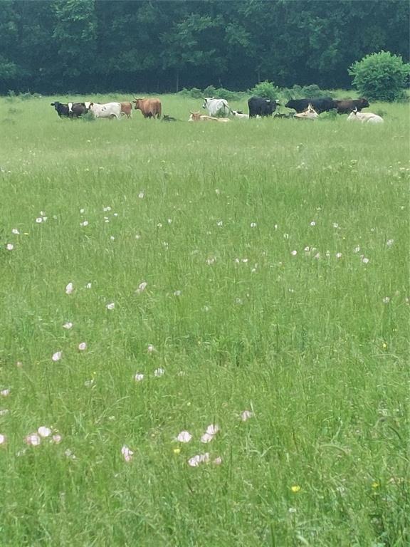 ABST 361 JJ TUMLINSON - Land