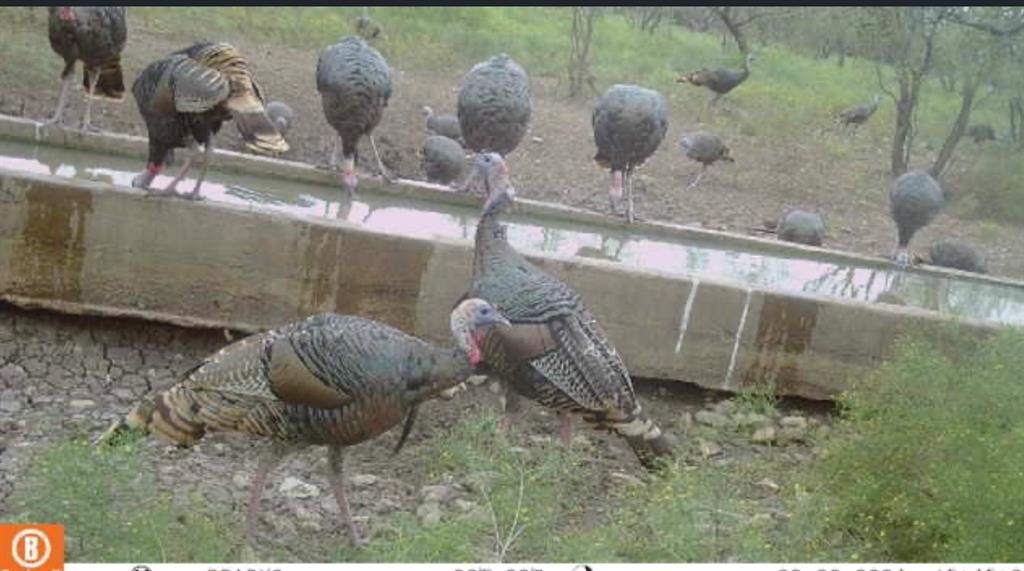 The Ranches at Buck Ridge - Land