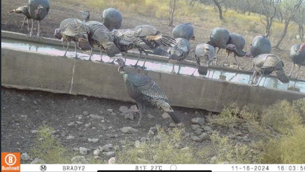 The Ranches at Buck Ridge - Land