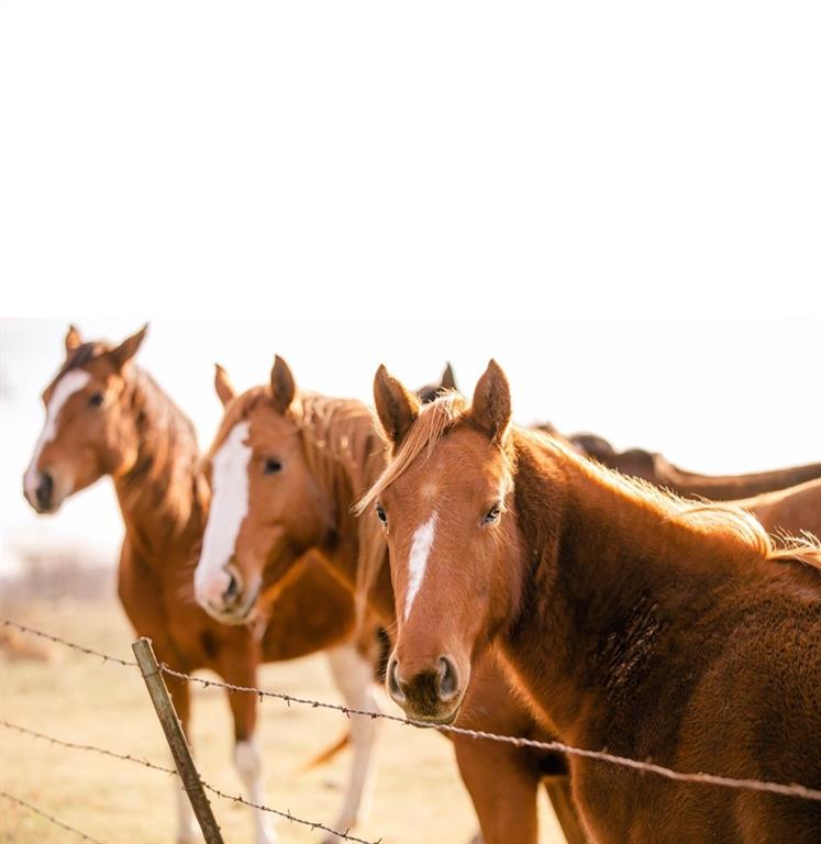 15181 County Road 4058