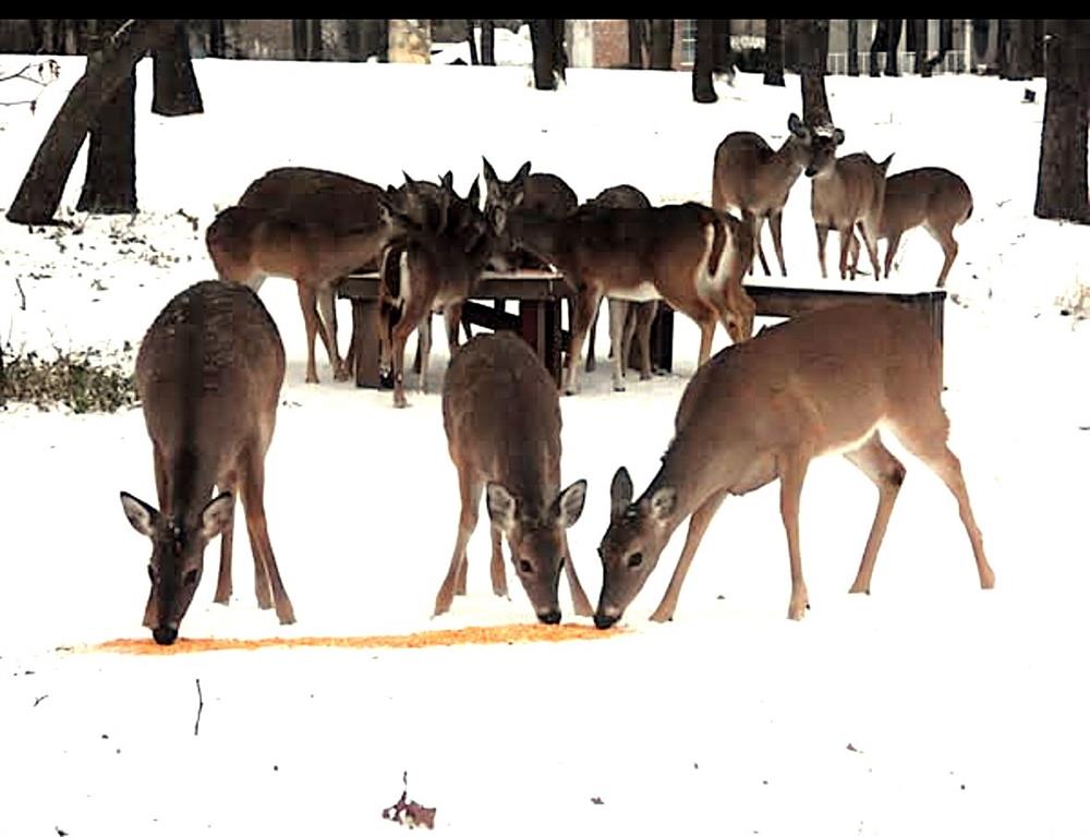 Jamberly Hills Ph3 - Residential