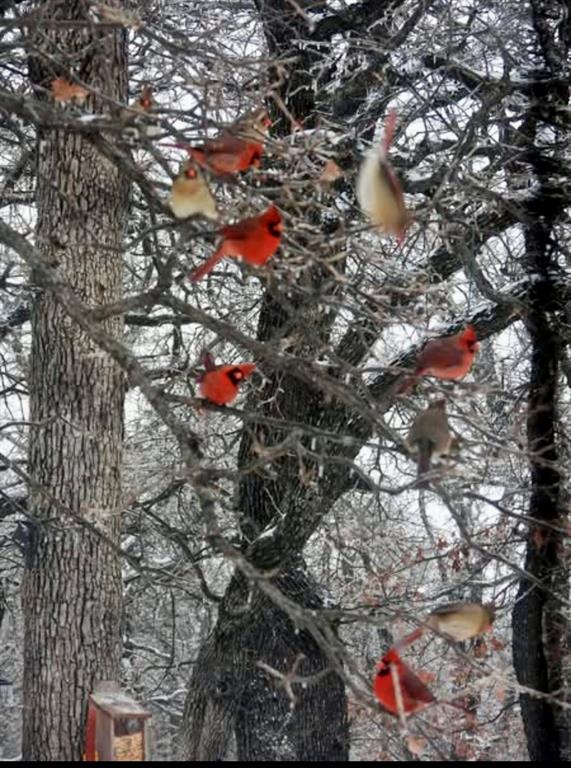 Jamberly Hills Ph3 - Residential