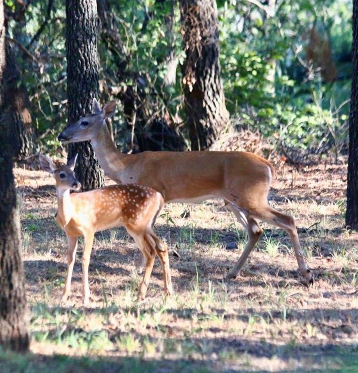 Jamberly Hills Ph3 - Residential